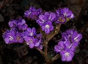 Phacelia crenulata 16-6060